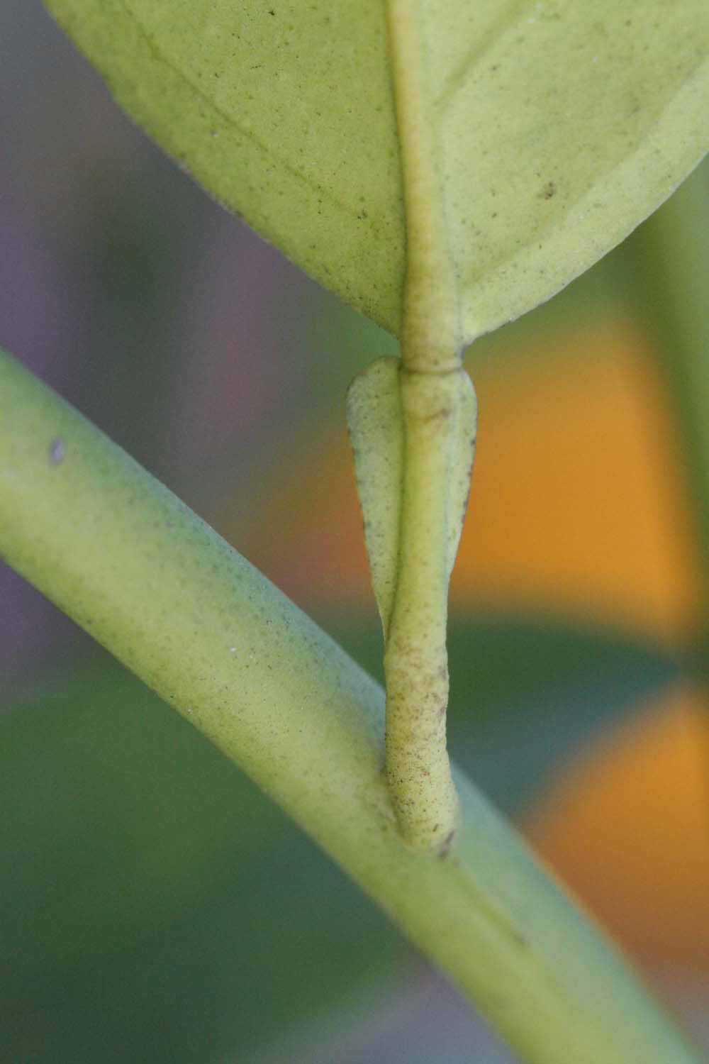              Petiole (Riverside, CA)       